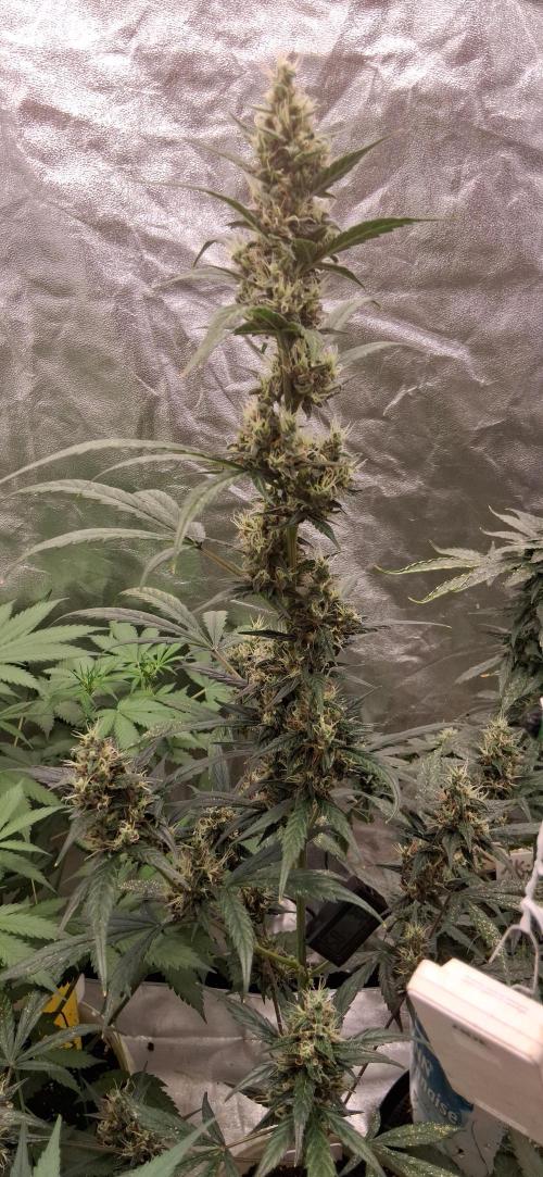 Hubabreeding. Week 8