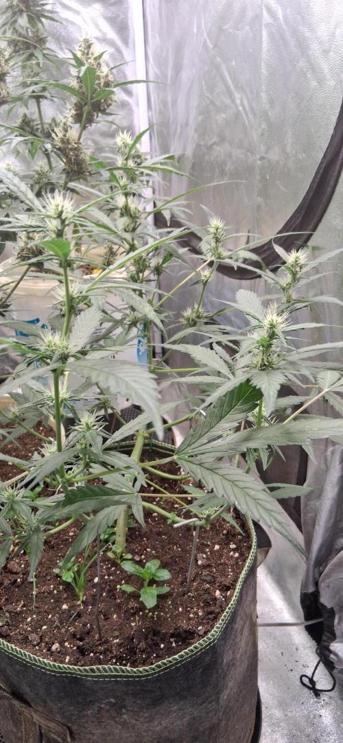 Hubabreeding. Week 8