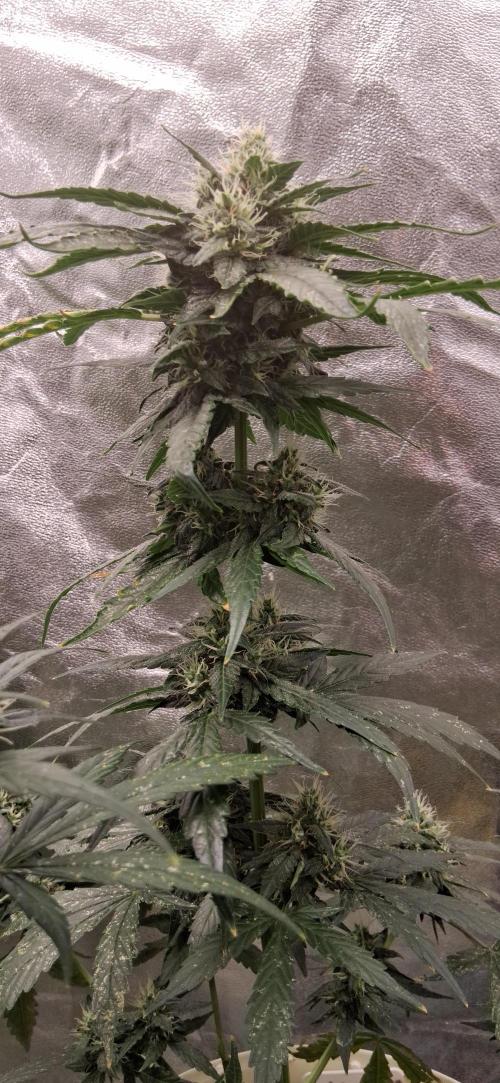 Hubabreeding. Week 8