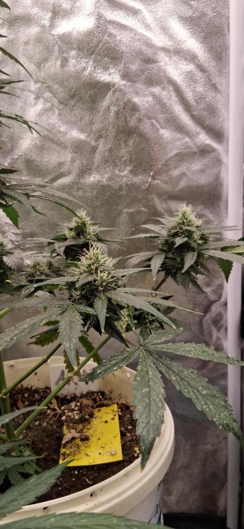 Hubabreeding. Week 8