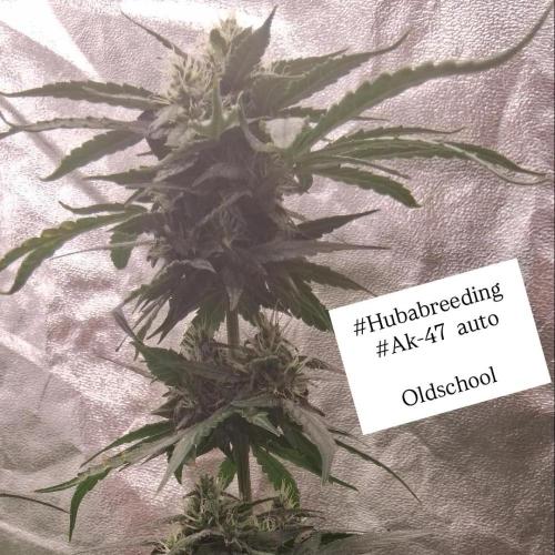 Hubabreeding. Week 8