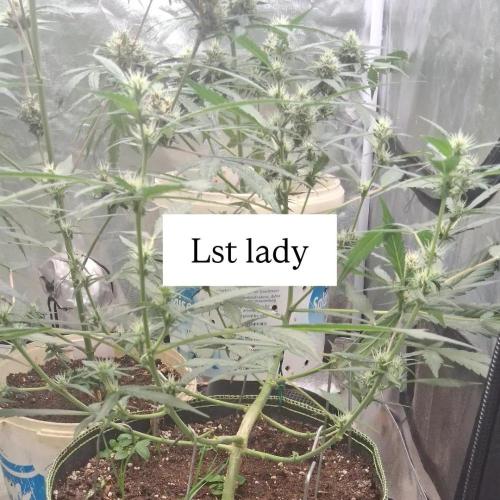 Hubabreeding. Week 8