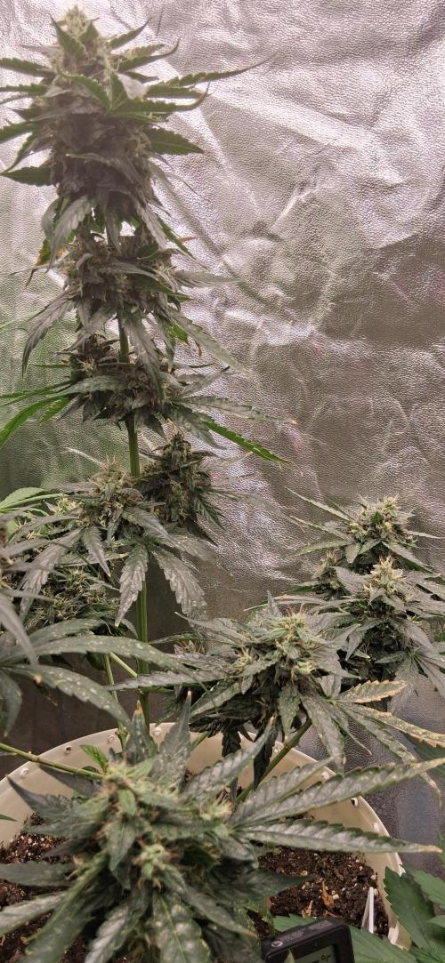 P1000. Week 9