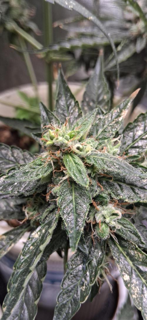 Hubabreeding. Week 10