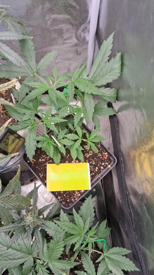 Der Anbauer comgrow. Week 4