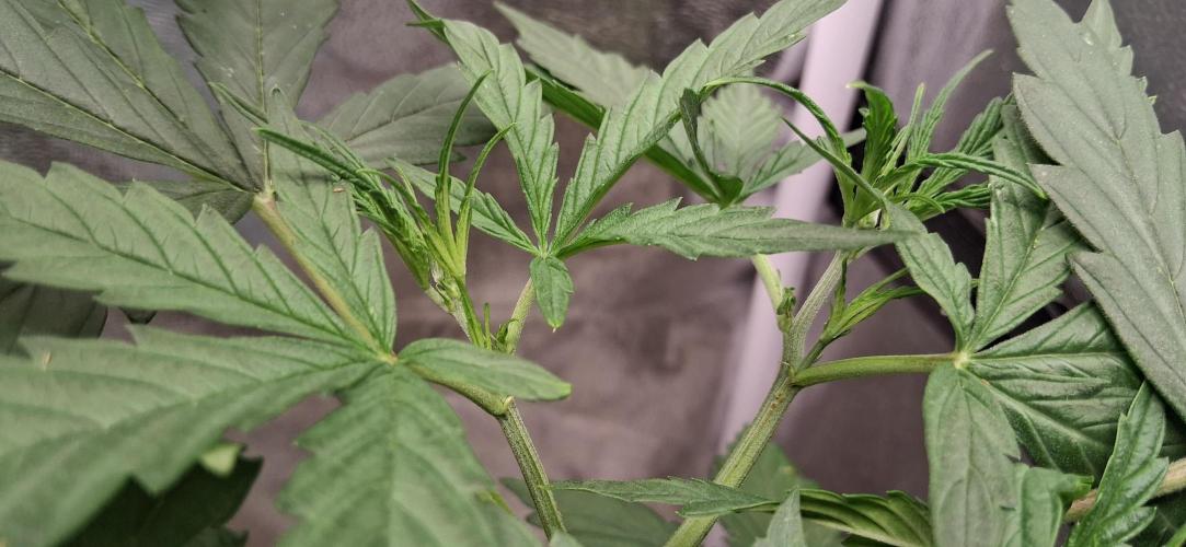 Der Anbauer comgrow. Week 4