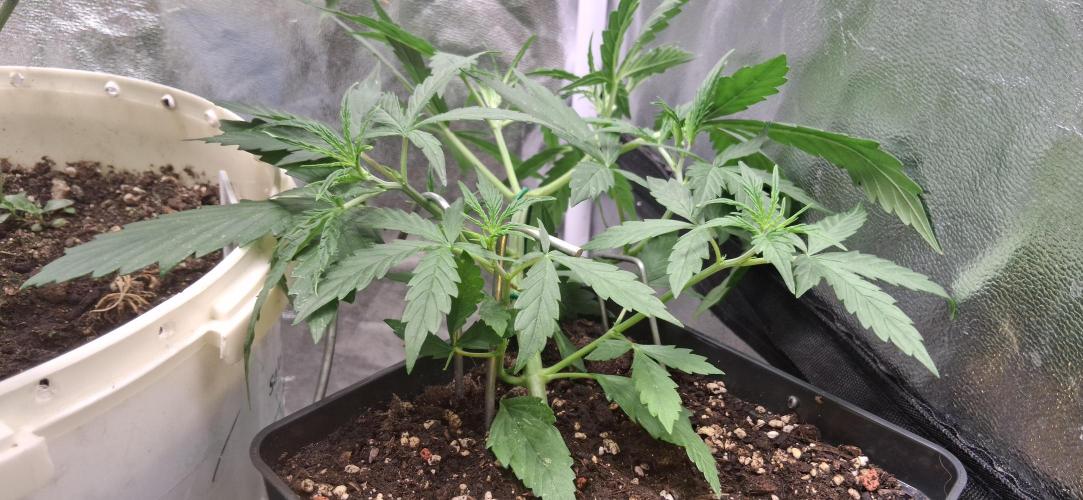 Der Anbauer comgrow. Week 4