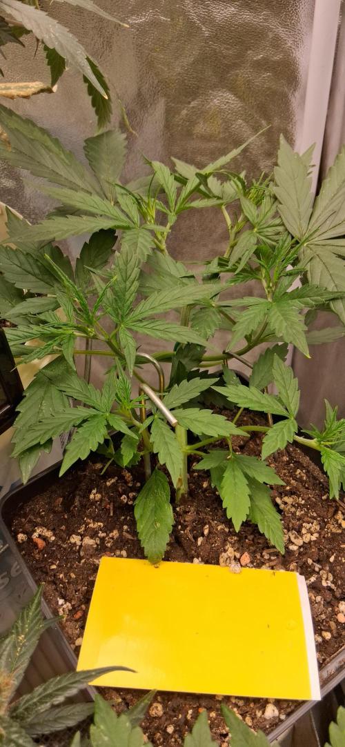 Der Anbauer comgrow. Week 4