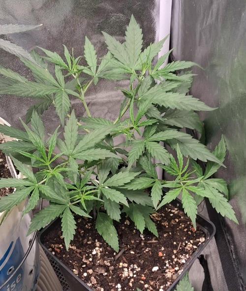 Der Anbauer comgrow. Week 4
