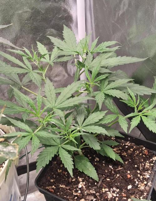 Der Anbauer comgrow. Week 4
