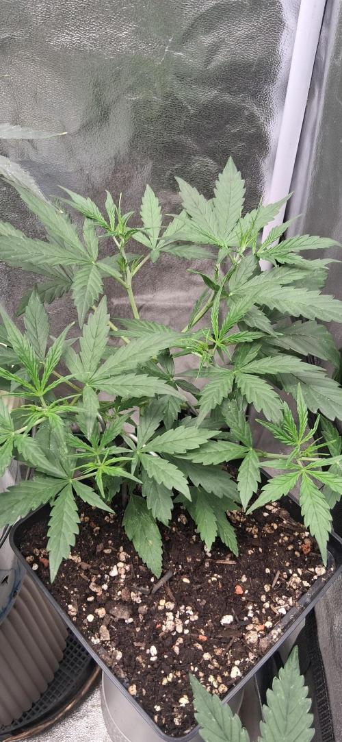 Der Anbauer comgrow. Week 4