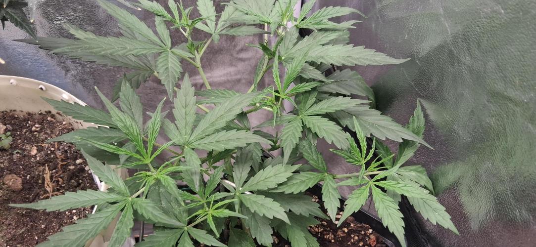 Der Anbauer comgrow. Week 4