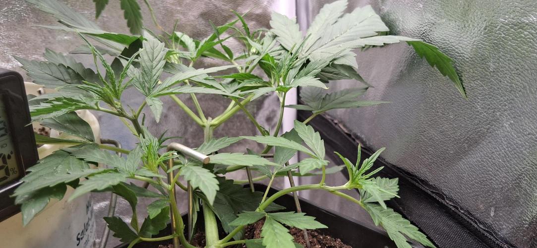 Der Anbauer comgrow. Week 4