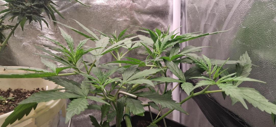 Der Anbauer comgrow. Week 4