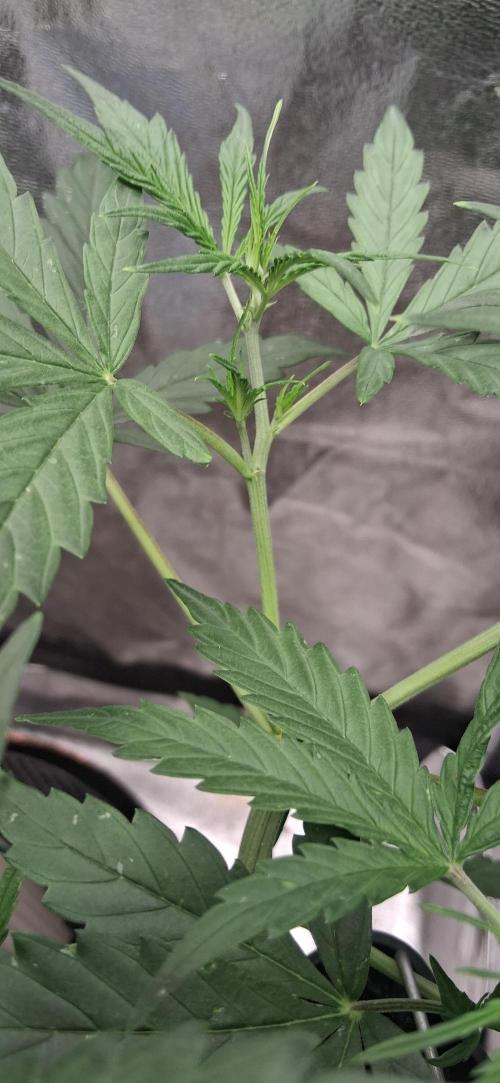 Der Anbauer comgrow. Week 4