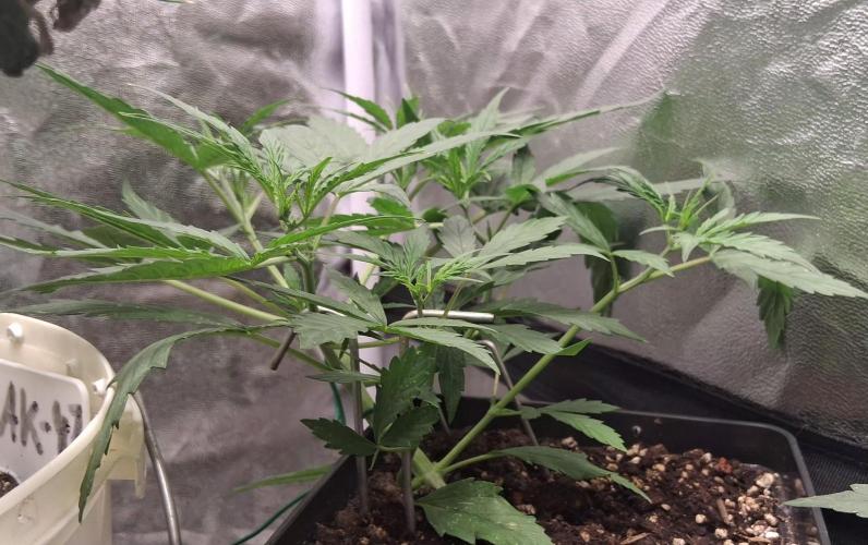 Der Anbauer comgrow. Week 4