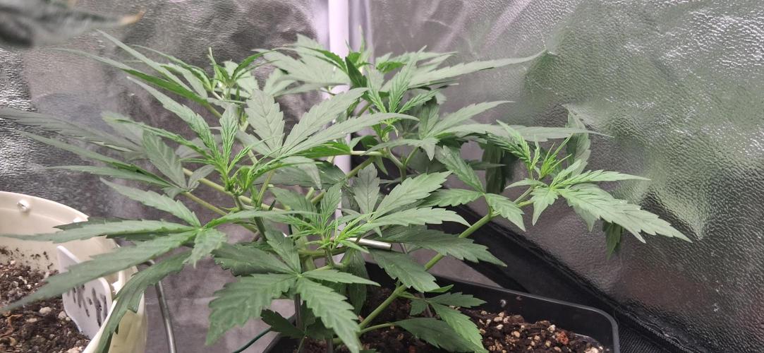 Der Anbauer comgrow. Week 4