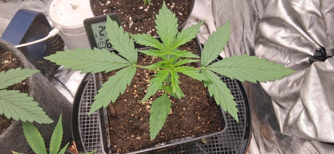 Der Anbauer comgrow. Week 2