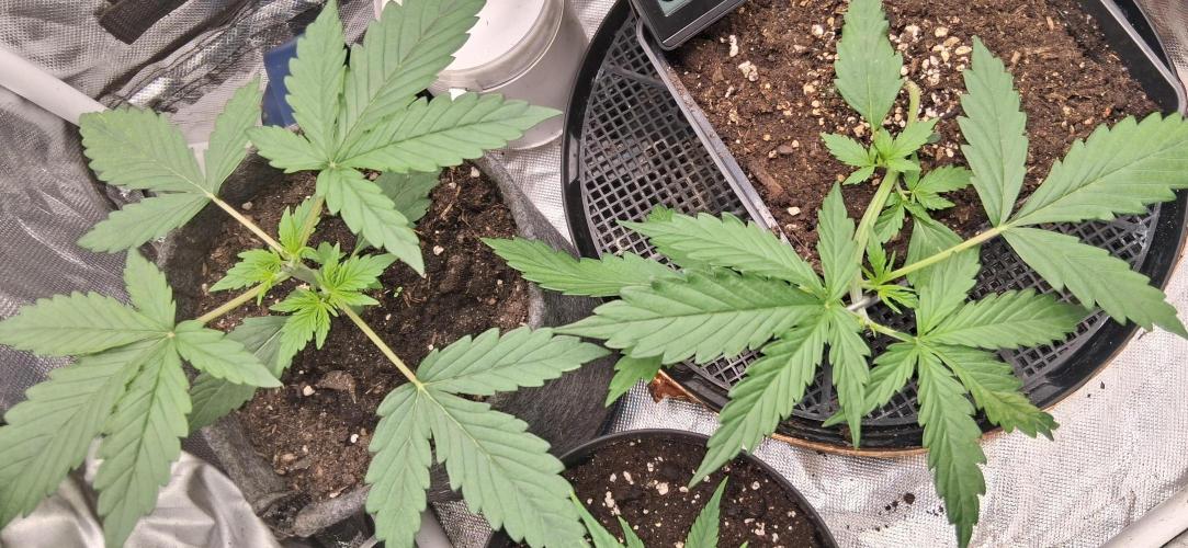Der Anbauer comgrow. Week 2