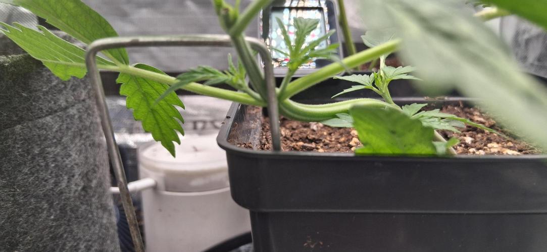Der Anbauer comgrow. Week 2