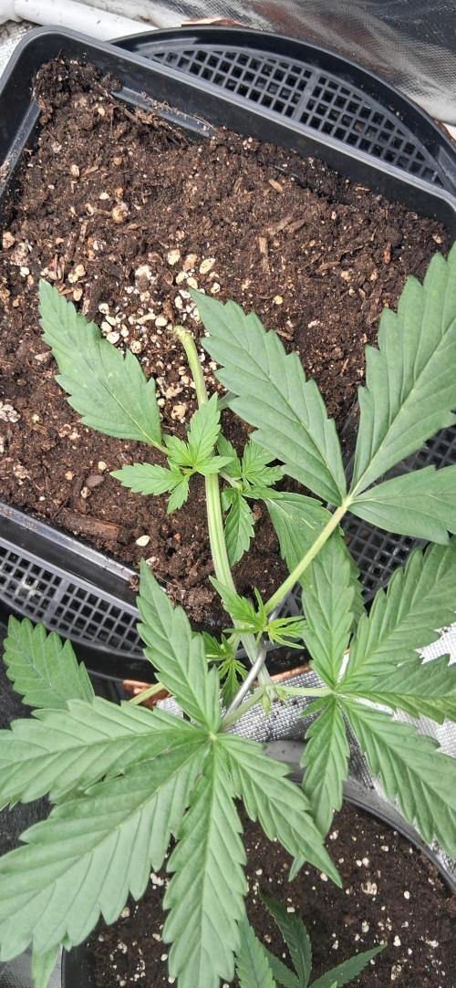 Der Anbauer comgrow. Week 2
