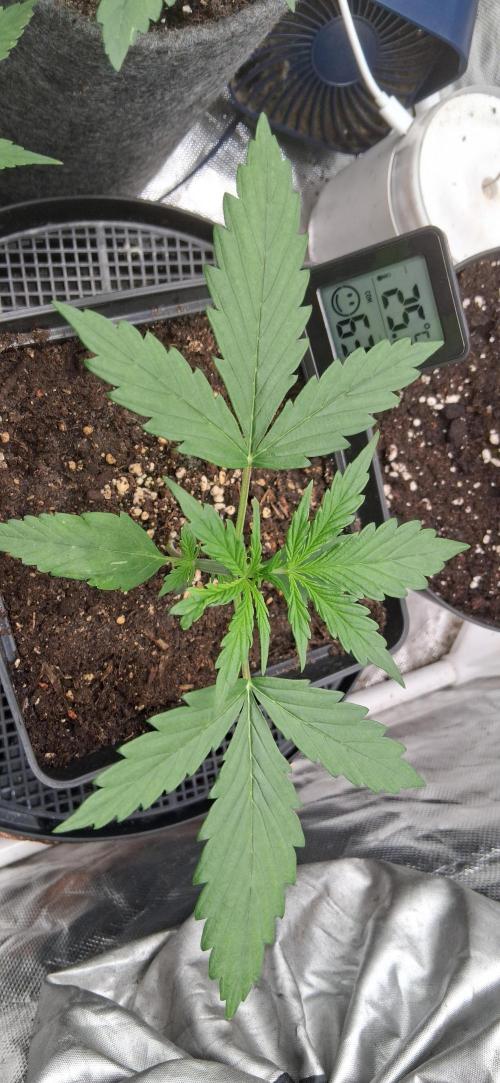 Der Anbauer comgrow. Week 2