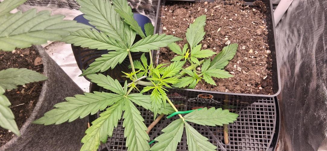 Der Anbauer comgrow. Week 2