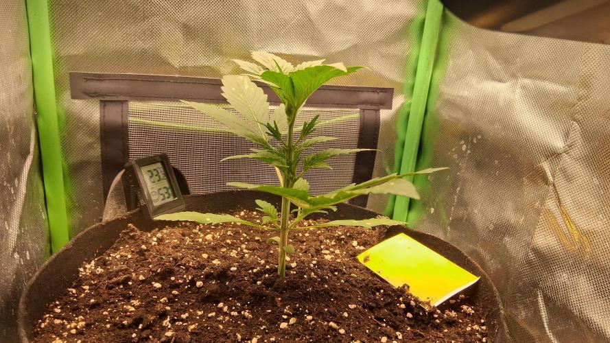 Triple G Good Genetix/cannacomunity. Week 3