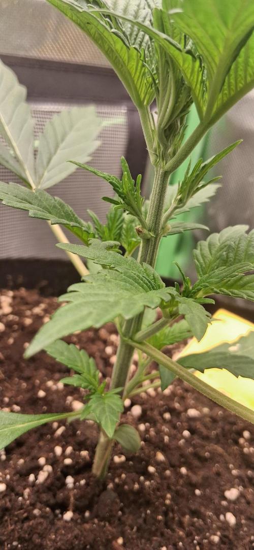 Triple G Good Genetix/cannacomunity. Week 3