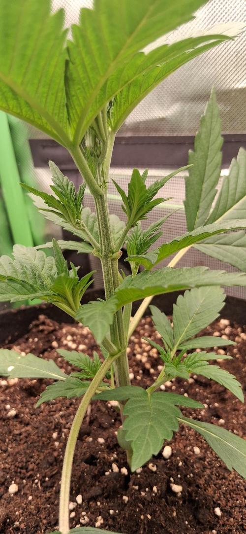 Triple G Good Genetix/cannacomunity. Week 3