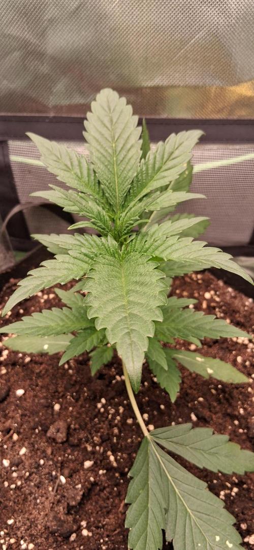 Triple G Good Genetix/cannacomunity. Week 3