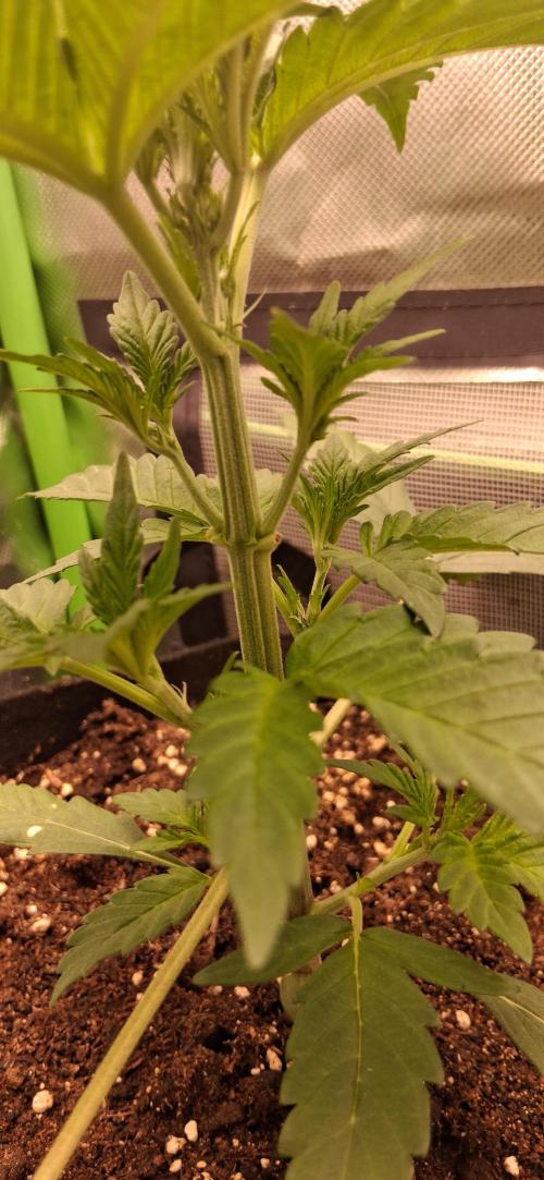 Triple G Good Genetix/cannacomunity. Week 3