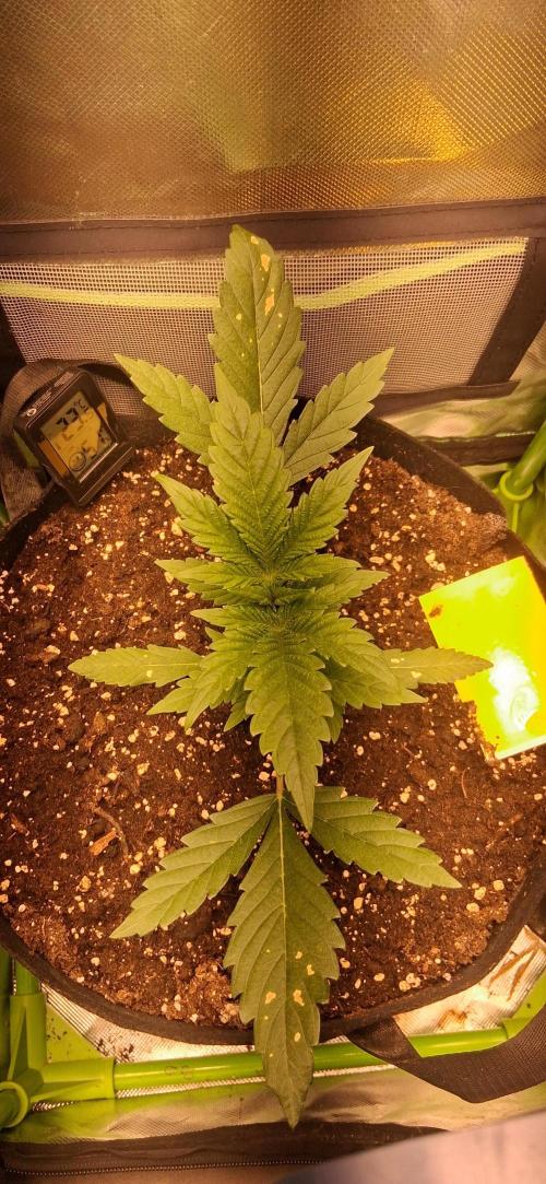 Triple G Good Genetix/cannacomunity. Week 3