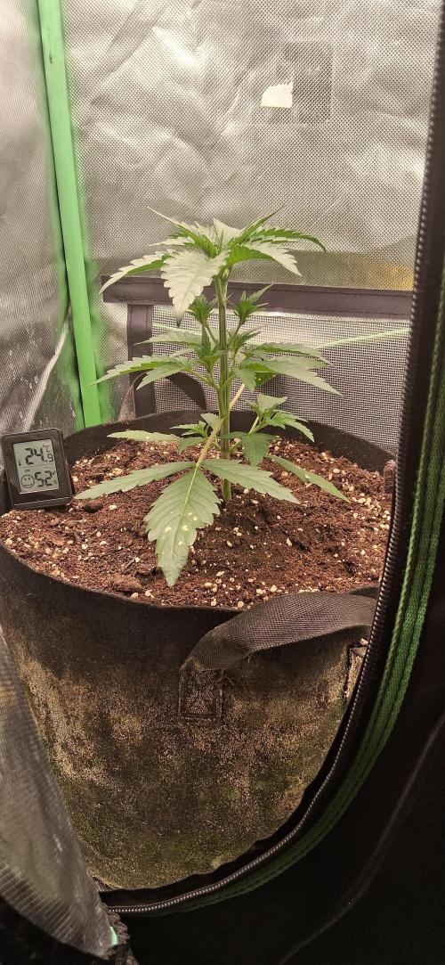 Triple G Good Genetix/cannacomunity. Week 3