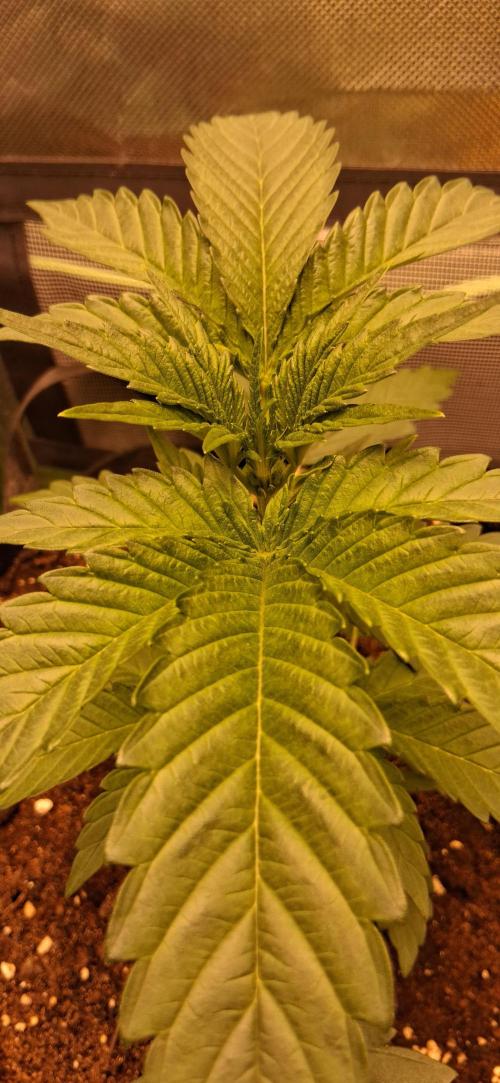 Triple G Good Genetix/cannacomunity. Week 3