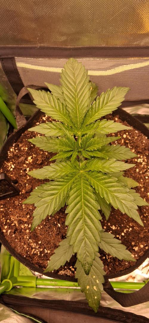Triple G Good Genetix/cannacomunity. Week 3