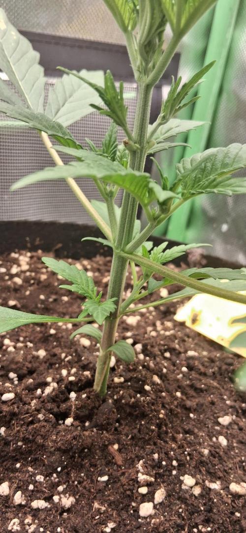 Triple G Good Genetix/cannacomunity. Week 3