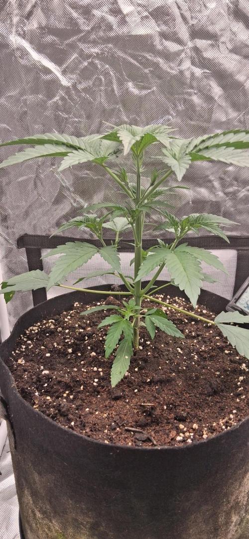 Triple G Good Genetix/cannacomunity. Week 3