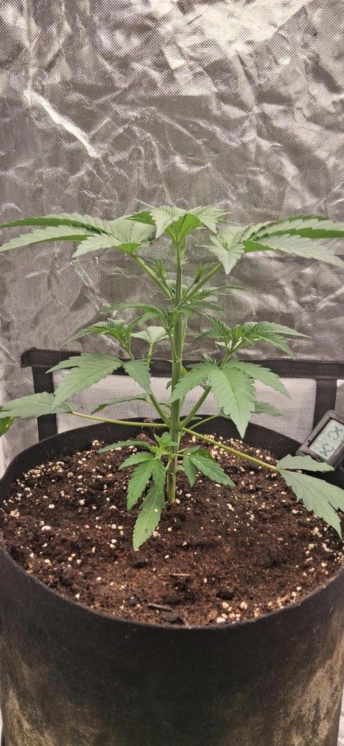 Triple G Good Genetix/cannacomunity. Week 3