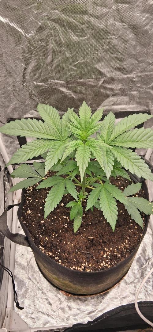 noname. Week 3