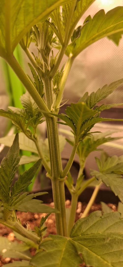 Triple G Good Genetix/cannacomunity. Week 3