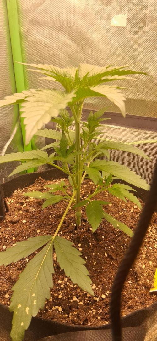 Triple G Good Genetix/cannacomunity. Week 3