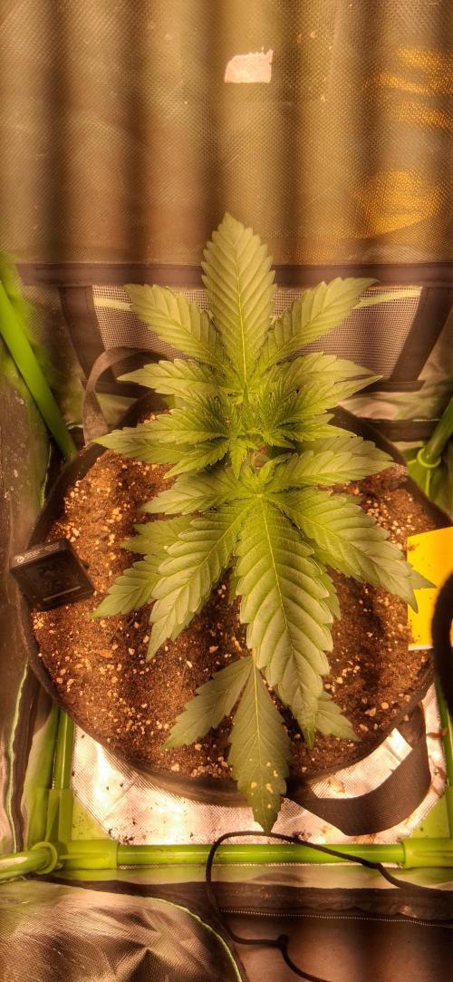 Triple G Good Genetix/cannacomunity. Week 3