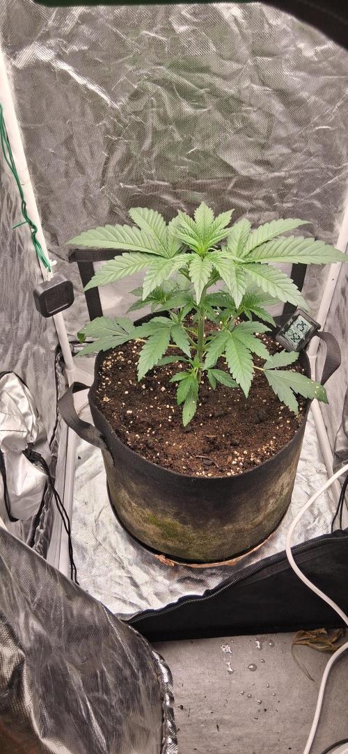 Triple G Good Genetix/cannacomunity. Week 3