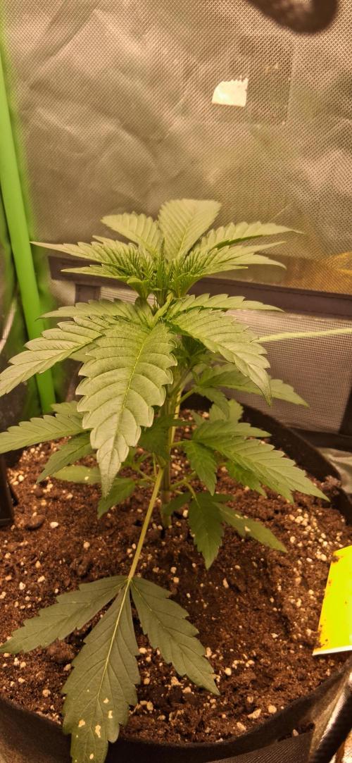 Triple G Good Genetix/cannacomunity. Week 3
