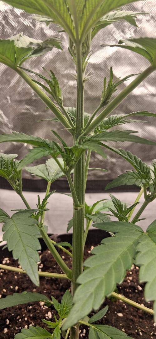 Triple G Good Genetix/cannacomunity. Week 3