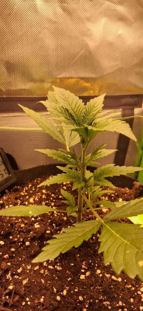 Triple G Good Genetix/cannacomunity. Week 3
