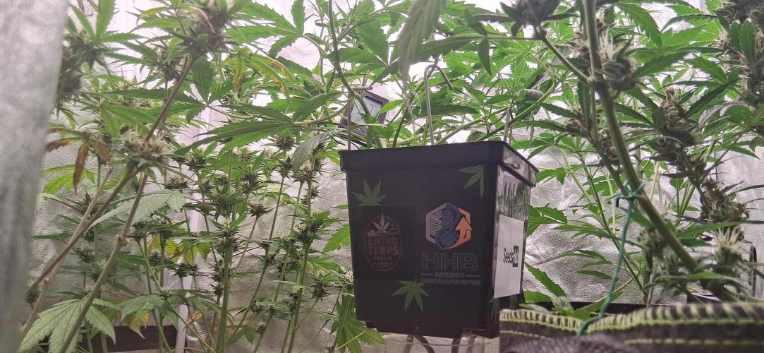 Der Anbauer comgrow. Week 5