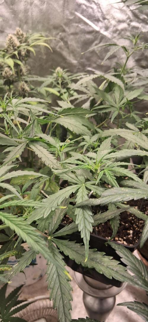 Der Anbauer comgrow. Week 5