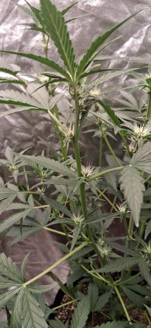 Triple G Good Genetix/cannacomunity. Week 4